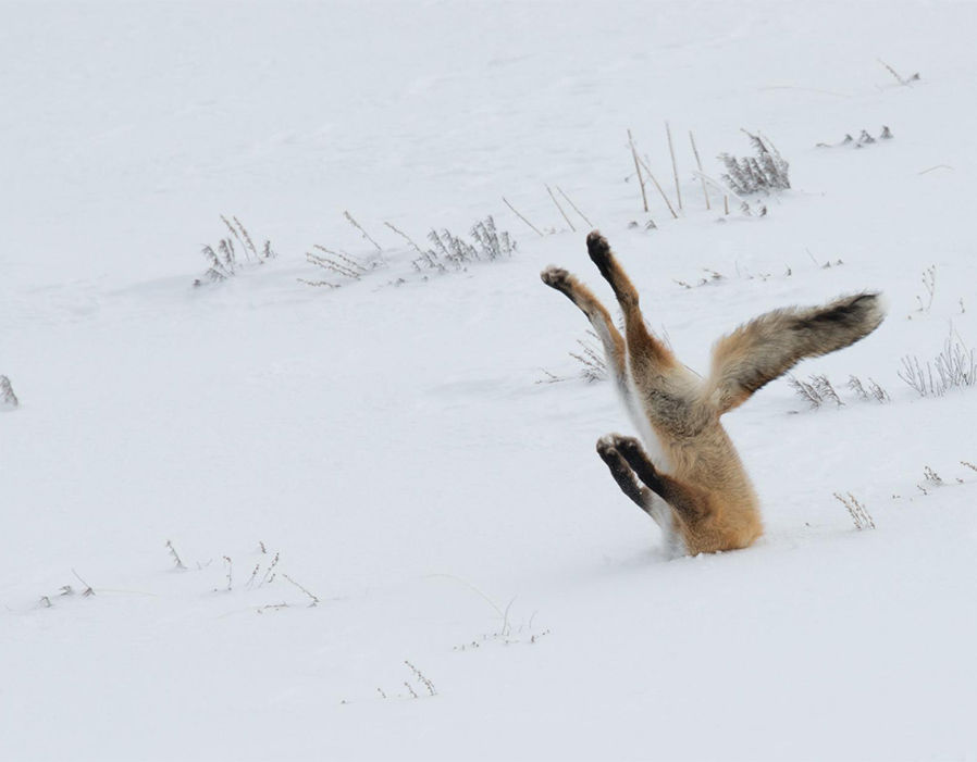 在美国的黄石国家公园，一只狐狸倒头插入了雪里，看起来，它今天肯定是给老板“训”了。（来源：网易科技）