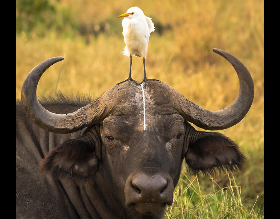 在肯尼亚的梅鲁国家公园里，一只野牛被拍下了这“无奈”的时刻。（来源：网易科技）