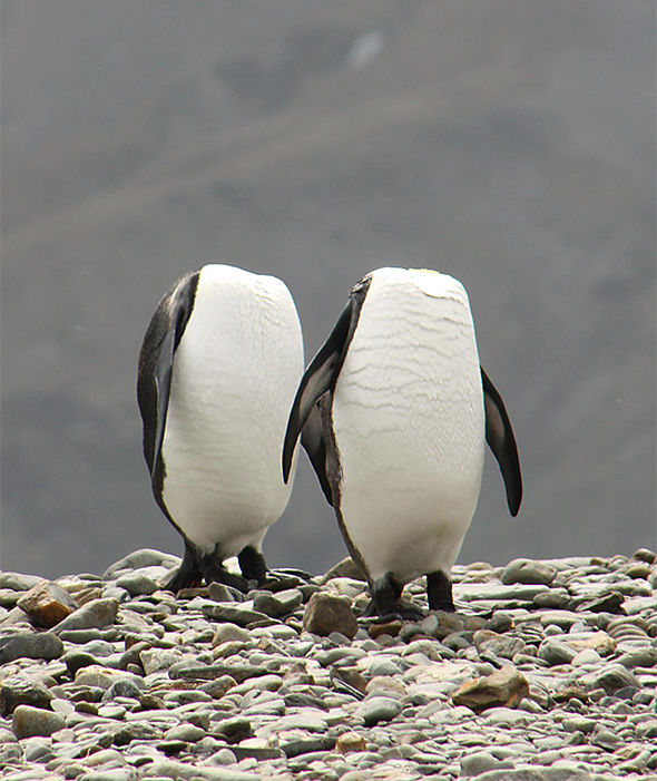 一位摄影师捕捉到了这个有趣的画面，一对“无头企鹅正在梳理自己的毛发。（来源：网易科技）