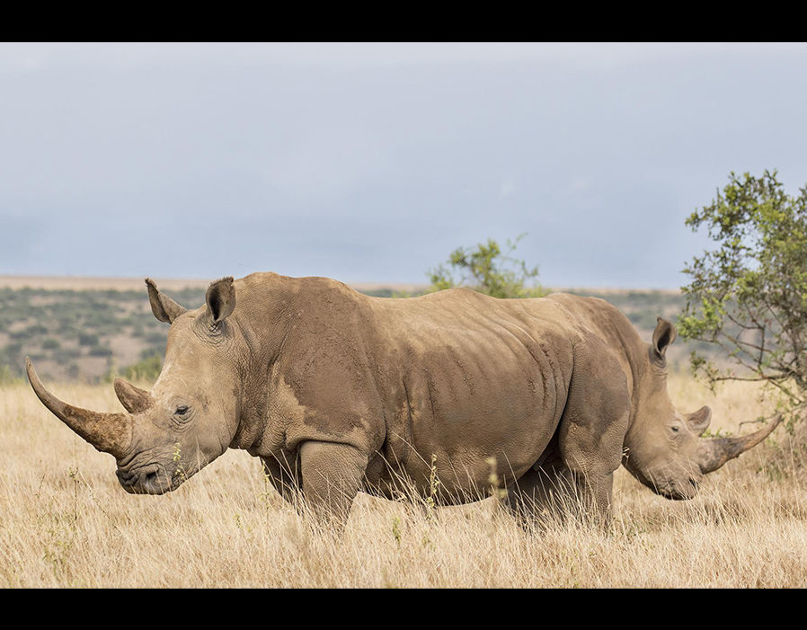 两只野生犀牛背对背组成了防御阵型，这即便是在非洲大草原上也是很少见的景象。（来源：网易科技）