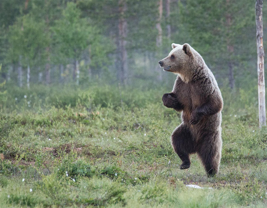 在芬兰的森林里，一只正在“手舞足蹈”的欧洲棕熊一定没有发现有人正在偷拍它。（来源：网易科技）
