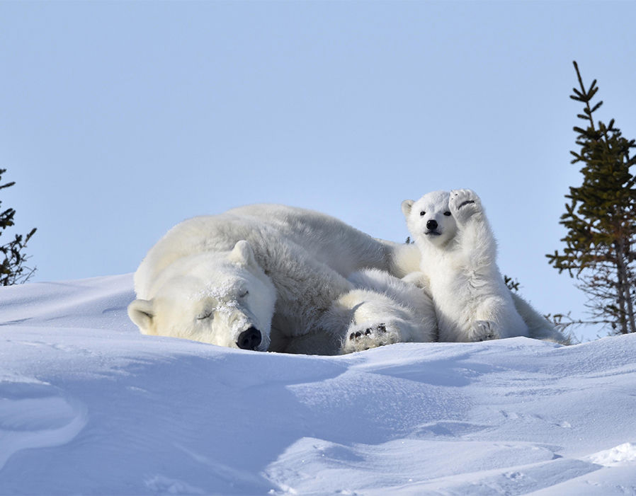 当北极熊妈妈在打盹儿的时候，它的小宝宝似乎活力满满。（来源：网易科技）