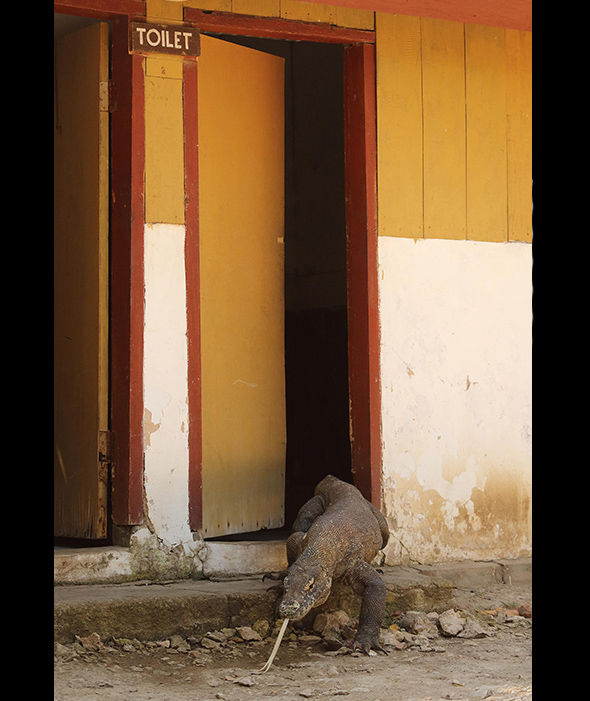 在印度尼西亚，这只注重个人卫生的科莫多龙似乎“刚上完厕所”。（来源：网易科技）