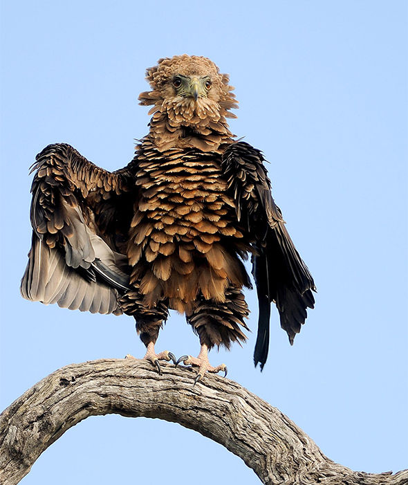 这只“爱臭美”的短尾鹰在起飞前，站在太阳底下花了3个小时来整理自己的羽毛。（来源：网易科技）