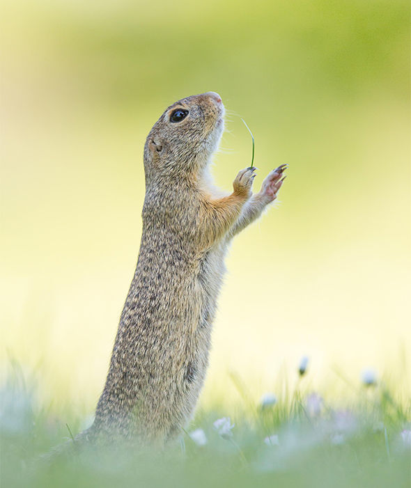 这只可爱的小松鼠在一个晴朗的日子里，被拍到着拿着一束小花儿。（来源：网易科技）