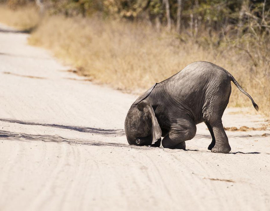 在津巴布韦，这只可爱的大象宝宝将自己的头垂到了地上。（来源：网易科技）