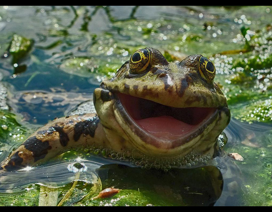 在镜头之下，这只来自俄罗斯的青蛙似乎正在开口大笑。（来源：网易科技）