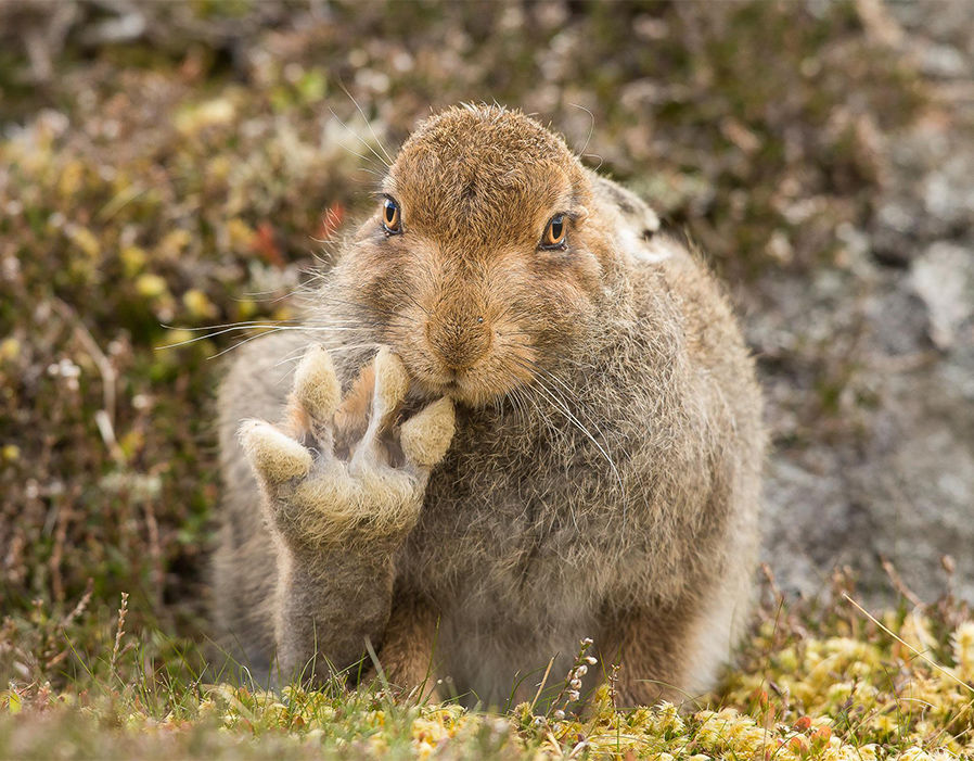 拍下这张有趣照片的摄影师花了5个小时观察这只野生山兔，直到它终于伸出了自己的脚掌，像是在say “Hello”。（来源：网易科技）