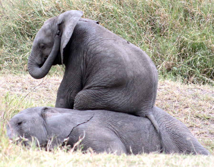 这只“厚颜无耻”的大象宝宝似乎将它软乎乎的同伴当作了“椅子”。（来源：网易科技）