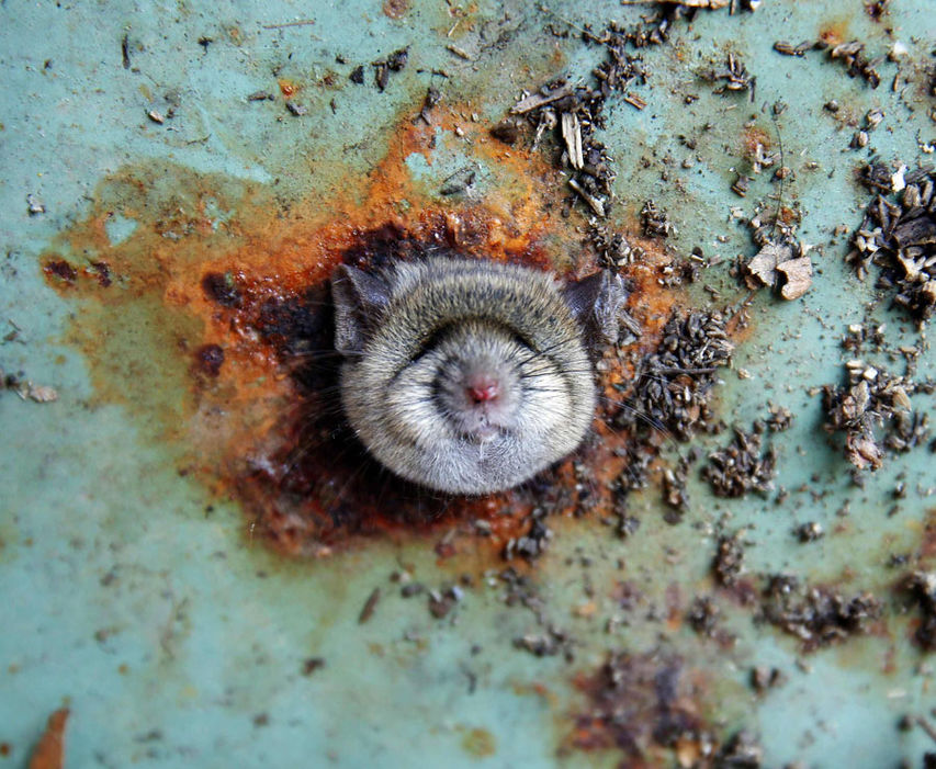 在纽约的布鲁克林区，一只老鼠将自己的脑袋卡进了垃圾桶底下的一个洞。（来源：网易科技）