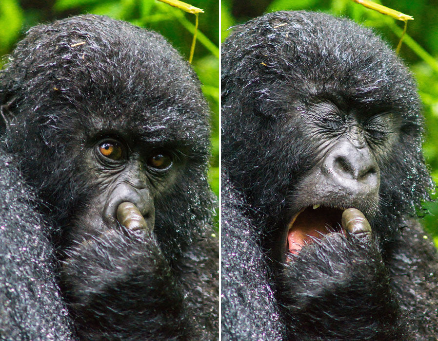 一只年前的大猩猩挖了挖自己的鼻屎，然后尝了尝它的味道…这酸爽…（来源：网易科技）