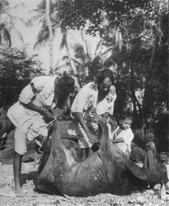 1946年二战结束后的印度，因为连续两年的大旱又一次出现了饥荒，在印度饥荒发生的同时，中国的南方也同样发生了大面积的饥荒。