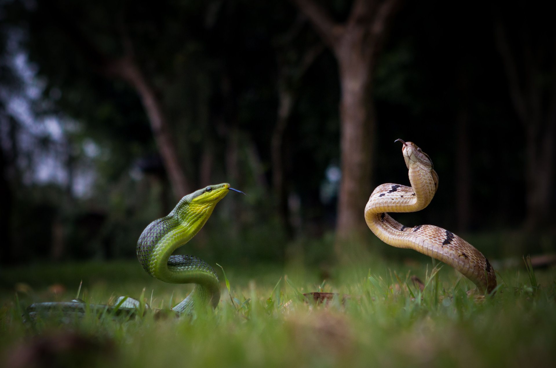 两条蛇在草丛里狭路相逢,展开争斗。左边这条是红尾绿锦蛇,平时都生活在树上,很少着地,右边那条则是三索锦蛇,生性好斗。